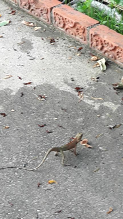 فندق Hom Baan شيانغ ماي المظهر الخارجي الصورة